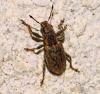 Sitona sp.